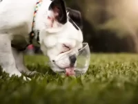狗狗可以喝碳酸水吗?碳酸水对狗有什么好处?