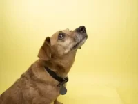 狗狗库欣病的症状有哪些?狗狗库欣病的病因与治疗方法!