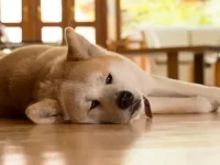 狗狗胃胀气的症状有哪些表现?狗狗胃胀气的原因以及解决方案!