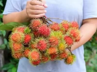 狗狗可以吃红毛丹吗?红毛丹对狗有什么营养价值?