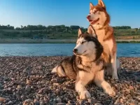 世界上最难训练的犬种有哪些?盘点史上最“难训练”的5种狗狗!