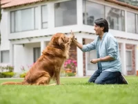 狗狗没吃的就不听话?狗狗非食物奖励的有效训练方法!