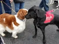 如何养出一只友善温顺的狗狗?让爱犬成为人见人爱的萌宠!