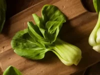 狗狗可以吃白菜吗?狗狗吃白菜有什么好处和坏处