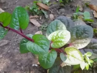 狗狗可以吃落葵吗?落葵对狗狗安全吗?