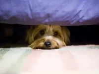 如何应对狗狗的恐惧心理?狗狗恐惧的表现及应对策略!