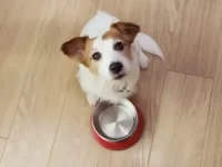 狗狗的胃酸反流怎么办?狗胃酸反流的症状及应对指南!
