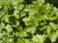 狗狗可以吃香菜吗?香菜对狗狗安全吗?