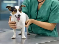 犬类兽疫链球菌感染症状有哪些?犬兽疫链球菌感染的原因及治疗方法!