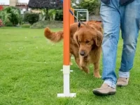 狗狗多少训练量才算过度?这些禁忌事项不可犯!