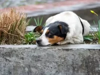 狗狗低血白蛋白的症状有哪些?狗白蛋白低是什么原因造成的?