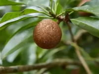 狗狗可以吃人心果吗?狗狗吃人参果的好处和坏处!