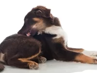 狗狗葡萄球菌感染的原因有哪些?狗狗葡萄球菌感染的症状与治疗方法!