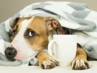 狗狗可以喝茶吗?狗狗喝了茶水会怎么样?