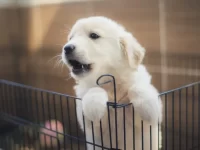 养幼犬需要注意什么事项?幼犬到家必备6大训练指南!