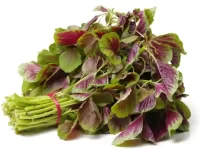 狗狗可以吃苋菜吗?苋菜对狗狗安全吗?