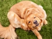 狗狗湿疹的初期的症状有哪些?狗湿疹引起的原因及治疗方法!