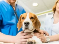 狗狗尿毒症的症状有哪些?犬尿毒症的原因和治疗方法!