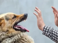 犬类攻击人类的原因有哪些?深扒狗狗咬人的原因与治疗策略!