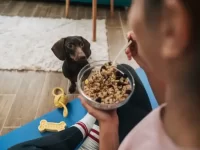 狗狗可以吃谷物吗?狗狗吃谷物对身体有什么好处?