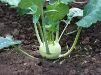 狗狗可以吃苤蓝吗?苤蓝对狗狗有哪些好处?