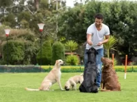 如何找到靠谱的狗狗训练师?优秀训犬师的四个标志!