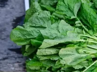 狗狗可以吃芥菜吗?芥菜对狗狗安全吗?