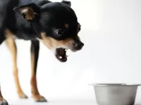 如何控制狗狗的护食行为?手把手教你纠正狗狗护食坏习惯!