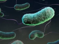 狗狗大肠杆菌感染的症状有哪些?狗狗大肠杆菌感染家庭治疗方法!