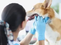 狗狗口腔炎的早期症状有哪些?狗狗口腔炎的有效治疗方法!