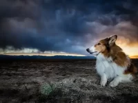 狗狗噪音焦虑早期的症状有哪些?狗狗噪音焦虑的原因和诱因!