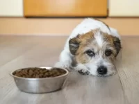 狗狗胃肠炎有哪些症状?狗狗胃肠炎的原因及治疗方法!