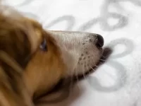 狗狗胆结石早期的症状有哪些?狗胆结石的原因及治疗方法!
