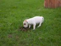 犬球虫病有何症状?狗球虫病的诊断与治疗方法!
