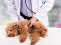 狗狗二尖瓣疾病有哪些症状?狗狗二尖瓣疾病的原因及治疗方案!