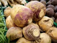 狗狗可以吃芜菁吗?芜菁对狗狗安全吗?