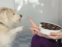 狗狗不能吃的其他东西有哪些?10种对狗狗有害的食物!
