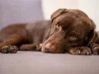 狗狗腹水症状早期表现有哪些?狗狗腹水的病因及治疗方法!