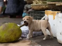 狗狗可以吃菠萝蜜吗?菠萝蜜对狗狗安全吗?